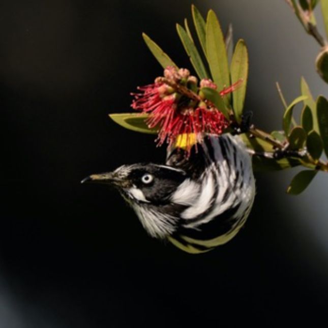 Creating a Bird-Friendly Garden